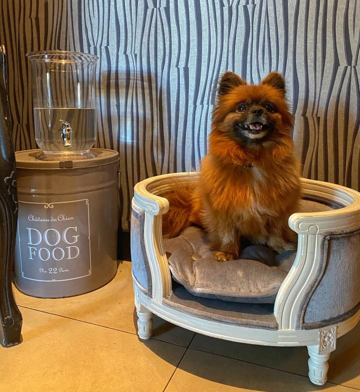 Dog in a dog friendly hotel Galway Ireland