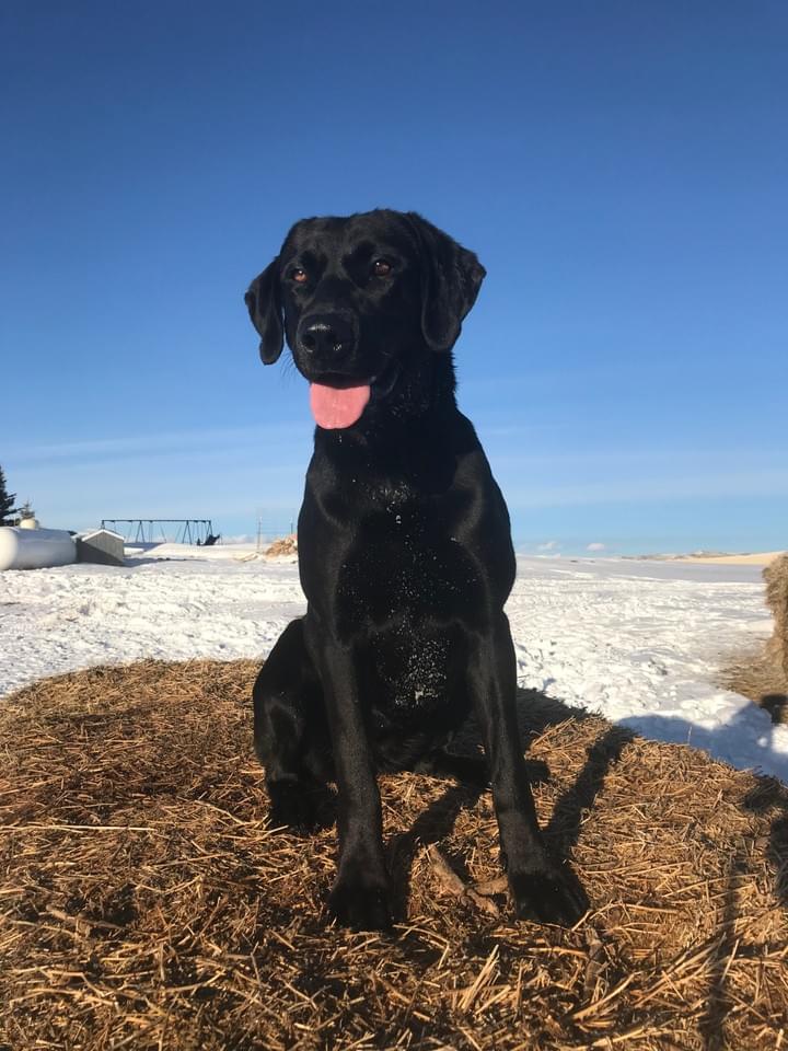 akc black lab