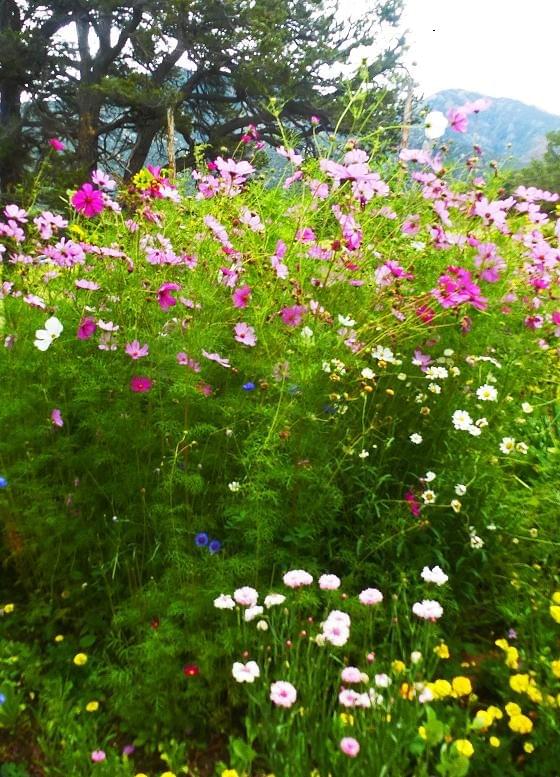 Crestone - Sri Aurobindo Learning Center