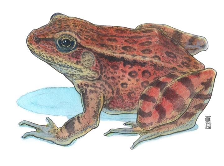 Section image