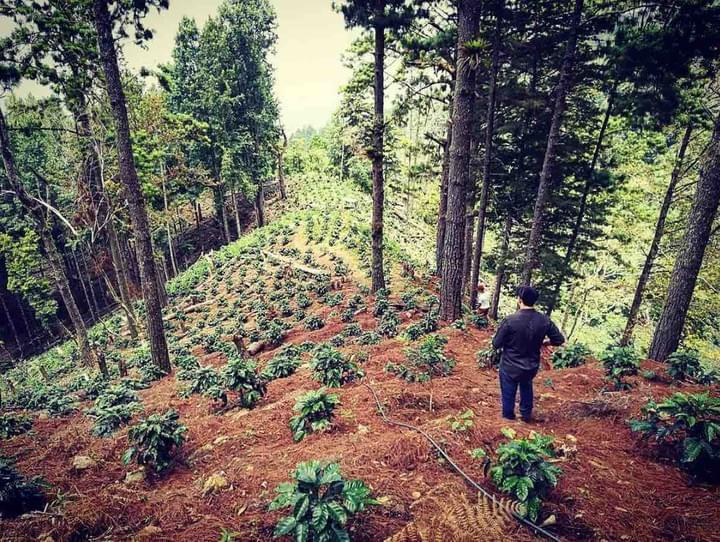 finca-la-tormenta-café-guatemala-lepontdesameriques