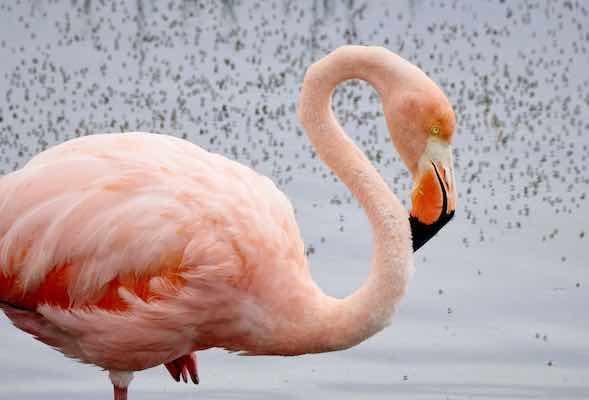 pedro-szekely-flamingo-galapagos-ecuador-flickr