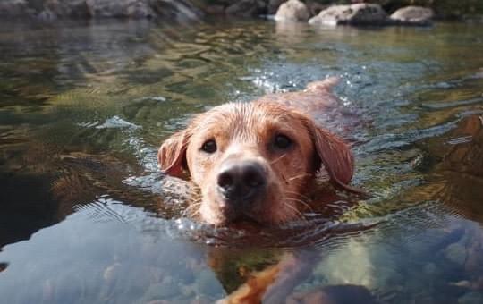 Dog friendly cottages in the Lake District