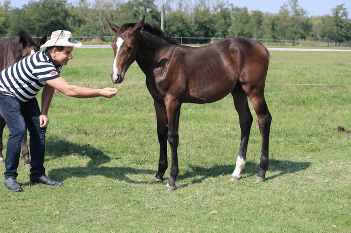 Eladó lovak jó pedigreevel
