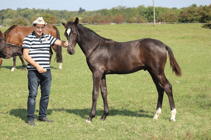 Young horse jumping for sale