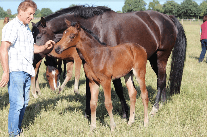 Jung jumping horse for sale verdina