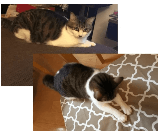 じゅりあんちゃんのお声