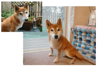 小豆ちゃんのお声