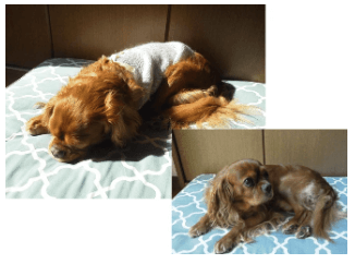 チャーリーちゃんのお声