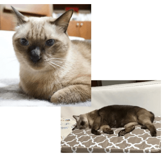 アトムちゃんのお声