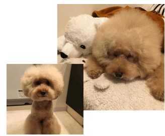 シャンティちゃんのお声