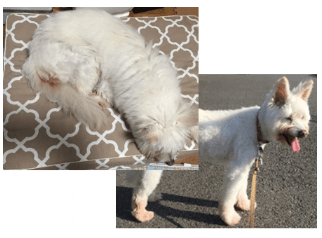 アイちゃんのお声