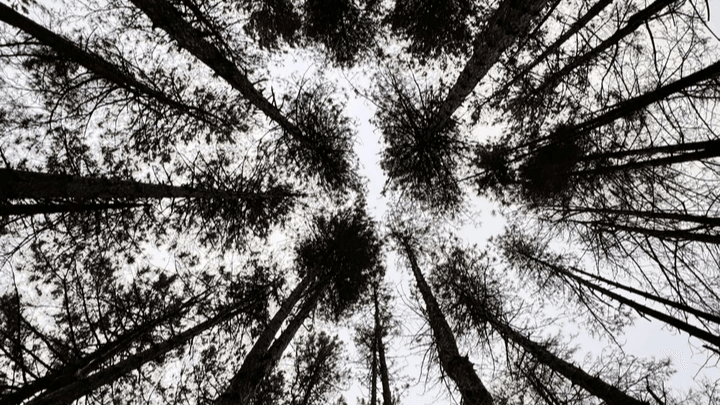 A view from the forest floor looking straight up at tall, straight tree trunks rising toward the sky. The trees are densely packed, their dark trunks converging toward the centre of the image and creating a radial pattern. Light filters through the sparse canopy above, contrasting the pale sky with the darker vertical lines of the trees and giving a strong sense of height and depth.