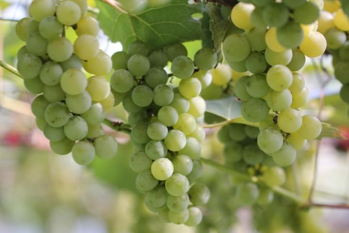 北海道仁木町ぶどう狩り大野園