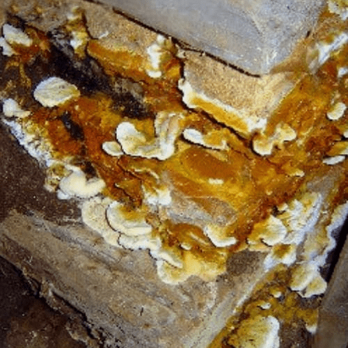 Fintan Farrell Conservation & Restoration - Timber Treatment Dry Rot