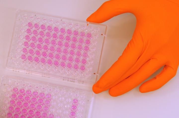 Caco2 TC7 ready to use plated cells (granted from INSERM) are available at Oroxcell.