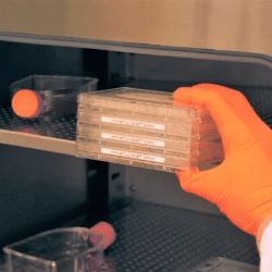 Oroxcell has developed skills and capacities to cultivate cells for ADMET and efficacy testing. Cultures cellulaires