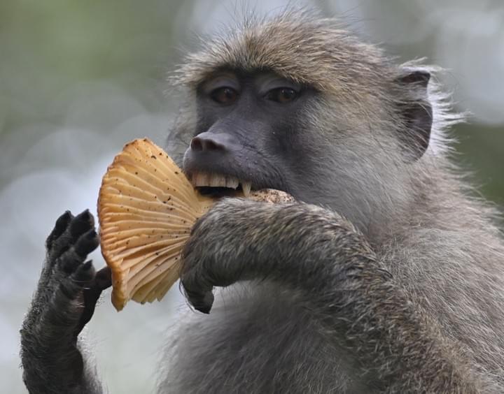 picture by Noah Siegel/GMERC