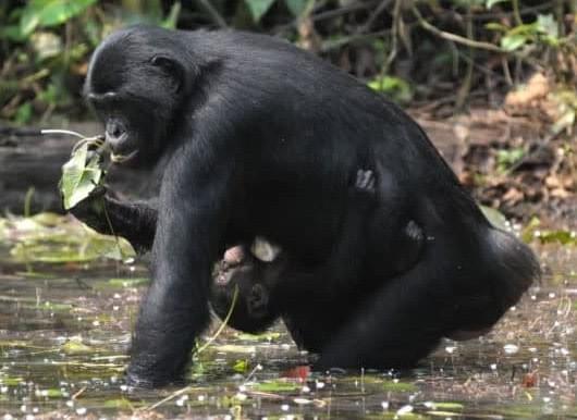 picture by Niina Nurmi (LuiKotale Bonobo Project)