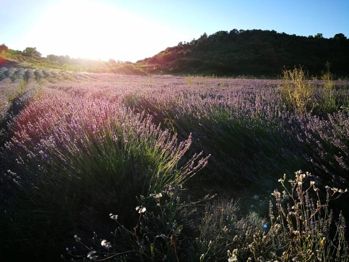  Lavandes de Provence