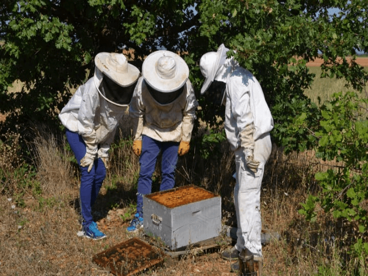 Apiculture en Provence