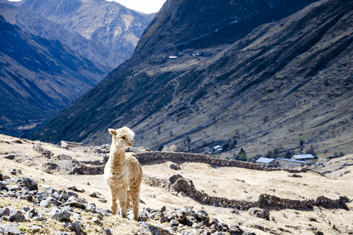 Arashiyama bamboo grove