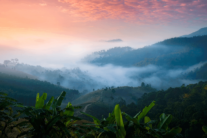 Arashiyama bamboo grove