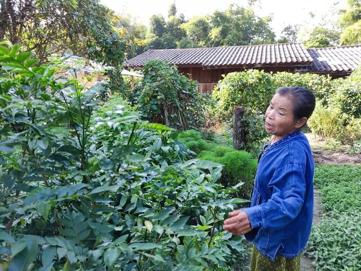 a day trip in Chiang Mai at Ban Pong Huai Lan