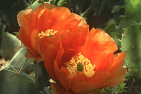 cactus flowers
