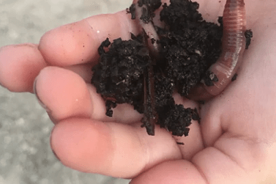 hand holding dirt and worm