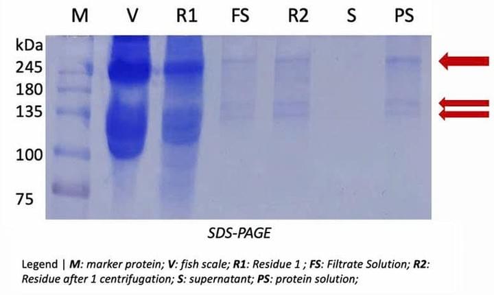 [COLPATCH] Fish-scale for First aid on Strikingly