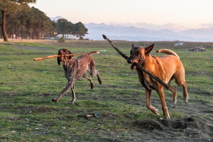 4-xtremes 4x4schweiz Hunderettung Hundeadoption Georgien