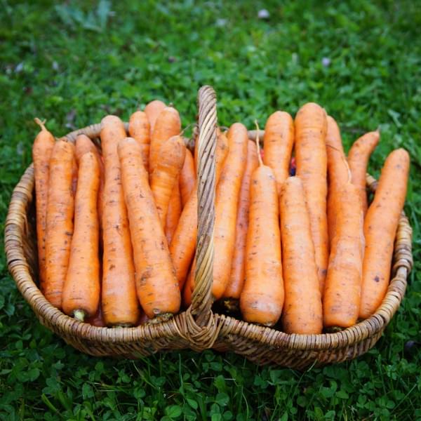 Carottes