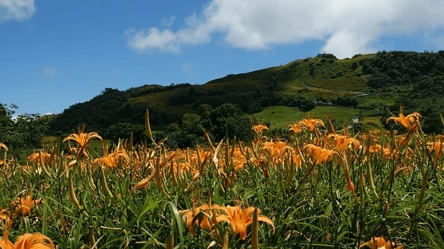 六十石山金針花-花蓮包車