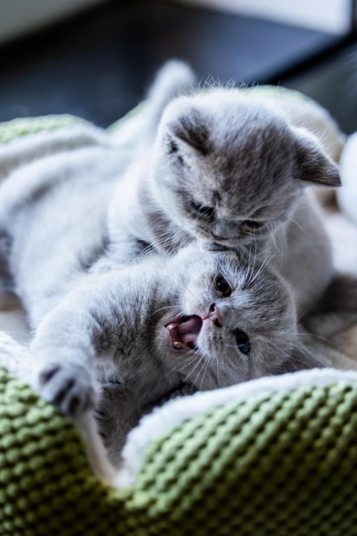 Photo d'animaux chat n.lorquet photography 