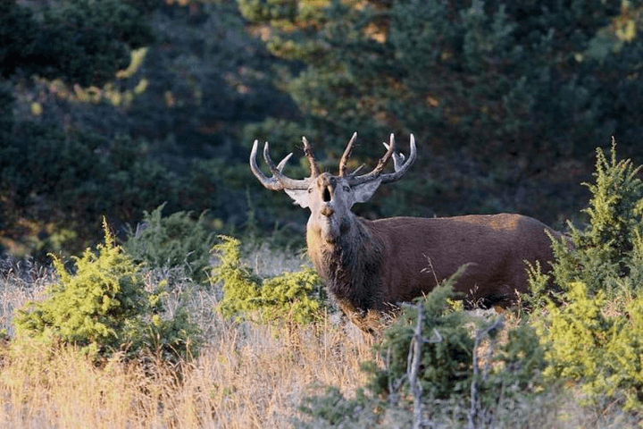 brame du cerf au mont-aigoual