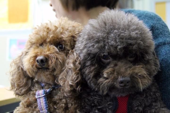 Dog Sitting and Walking