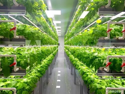 Vertikale intelligente Landwirtschaft