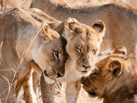 Chobe full day trip review from the client