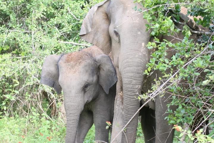 Tours and excursion Sri Lanka