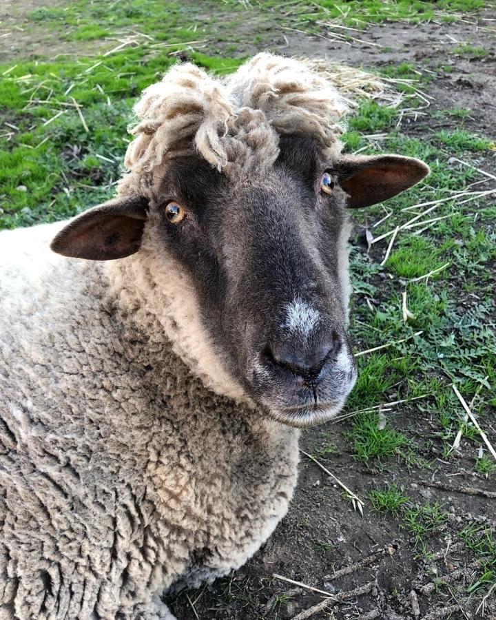 Laird Lachie the Lamb's portrait