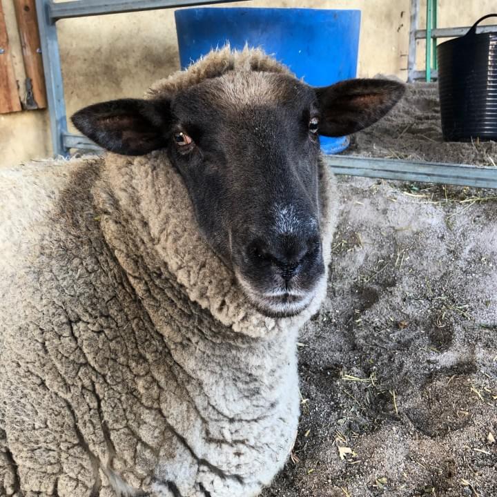 Lady Layla's portrait