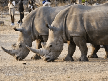 Rhino Walk in Livingstone