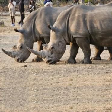 Rhino Walk in Livingstone