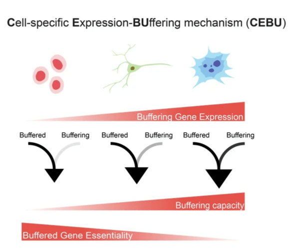 Lab for Cell Dynamics on Strikingly