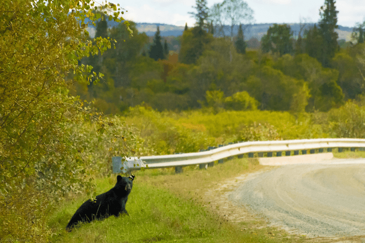 Ursus americanus, (c) J. Blouin