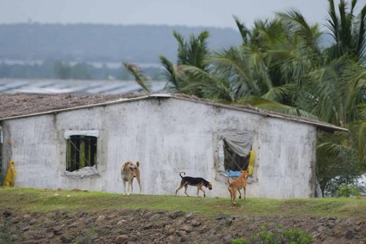Canis familiaris, (c) S. Mehta