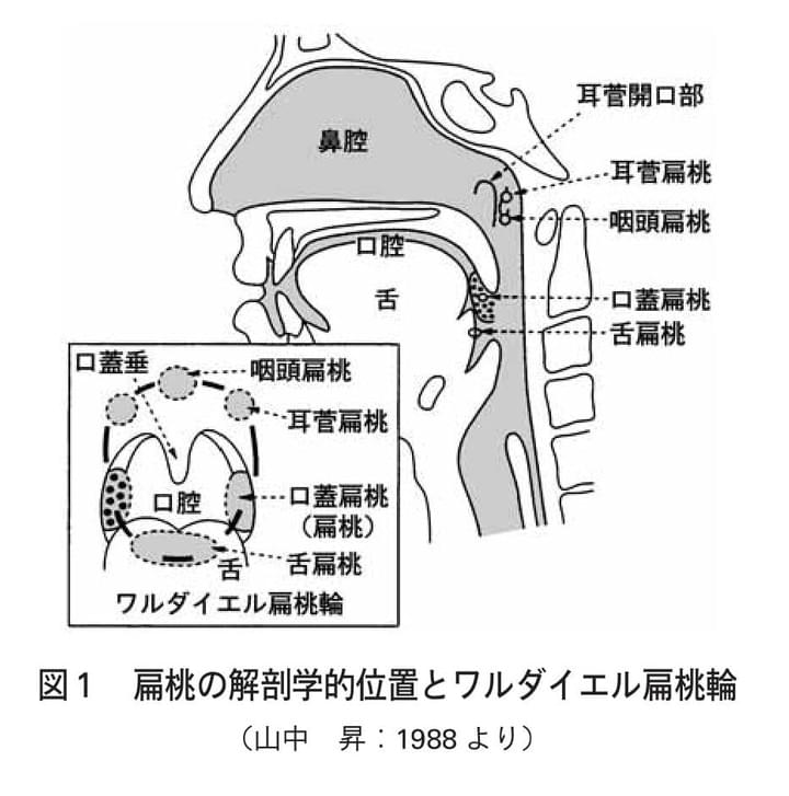 銅と銀の関節魚 ( 1940's )