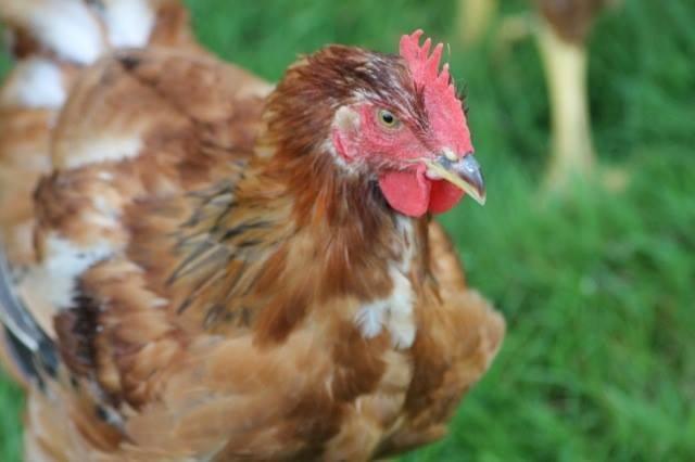 Les poules sont élevées en plein air. N'hésitez pas à aller les voir.