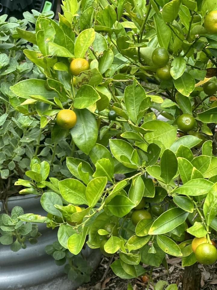 Citrus tree in the Fern Gully garden